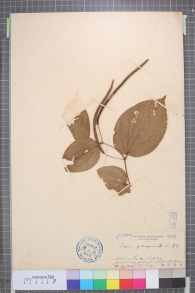 Specimen thumbnail